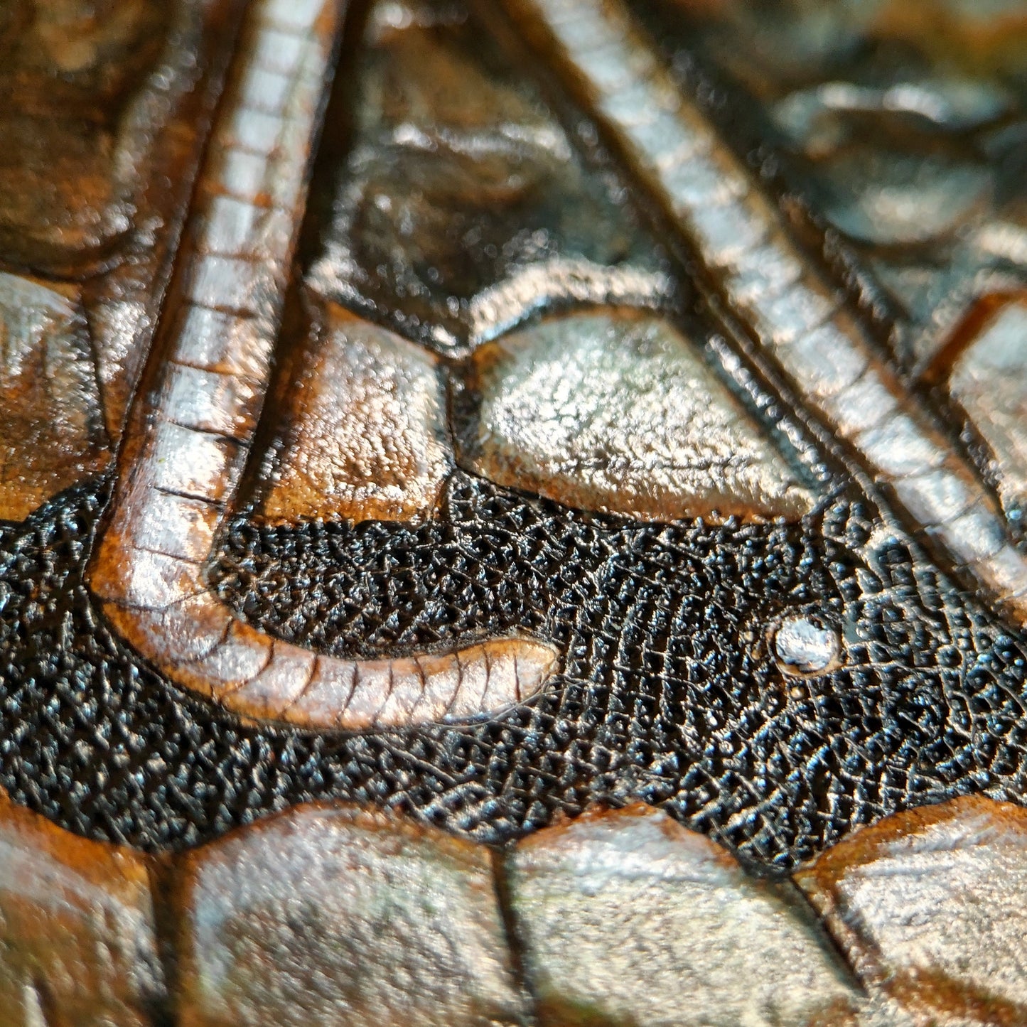 Crinoid sea lilly Fossil - Leather Bifold Wallet - you choose mettalic gold, brown or black for the fossil -